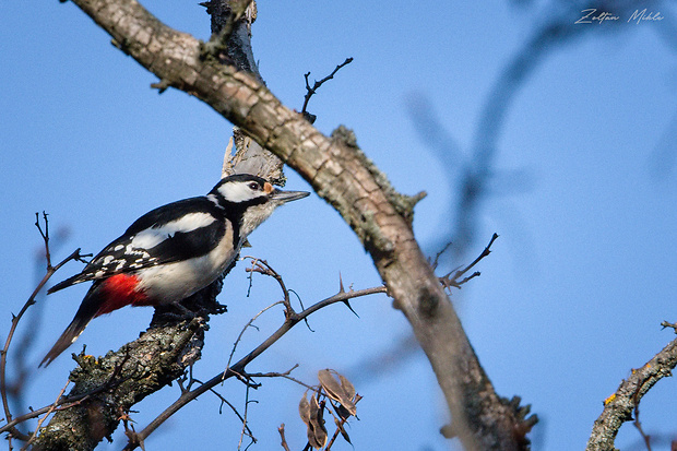 ďateľ veľký Dendrocopos major