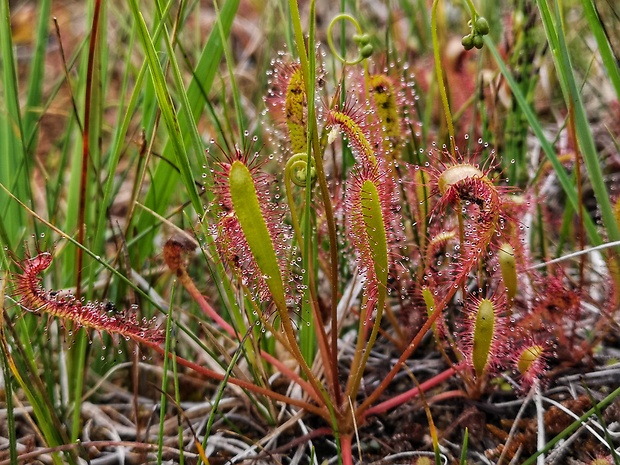 rosička anglická Drosera anglica Huds.