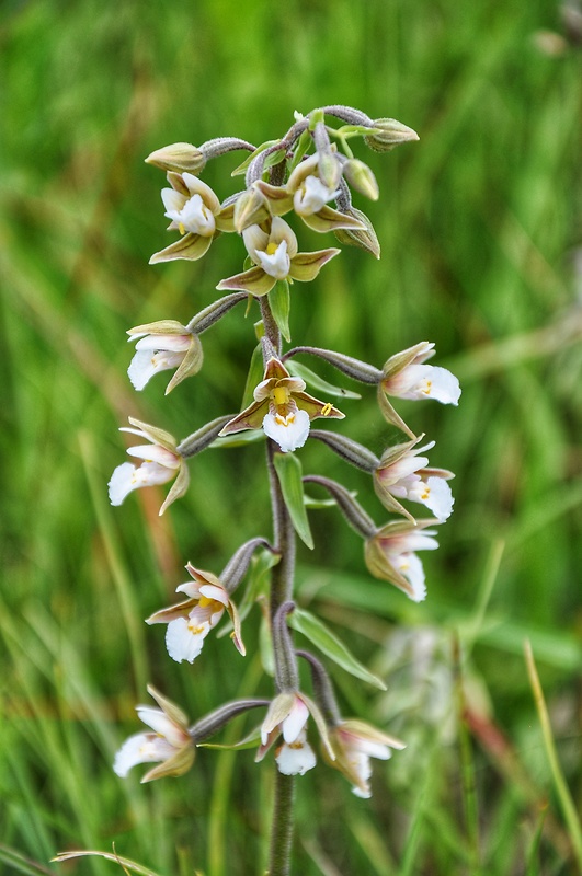 kruštík močiarny Epipactis palustris (L.) Crantz