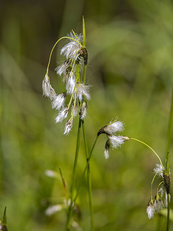 páperník úzkolistý Eriophorum angustifolium Honck.