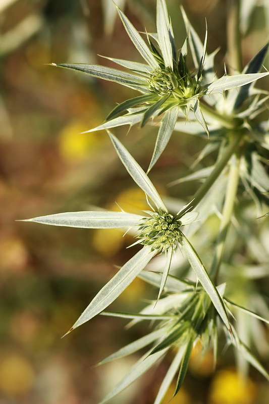 kotúč poľný Eryngium campestre L.