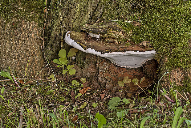 lesklokôrovka plochá Ganoderma applanatum (Pers.) Pat.