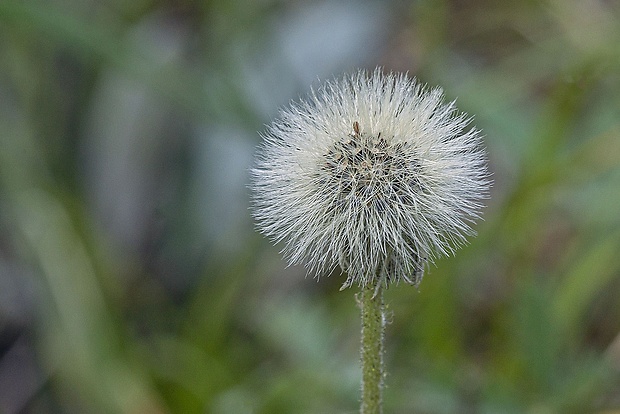 guľôčka bodkovaná Globularia punctata Lapeyr.