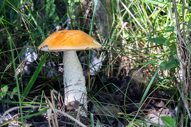 kozák osikový Leccinum albostipitatum den Bakker & Noordel.