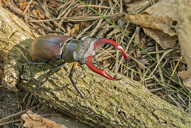 roháč veľký  Lucanus cervus