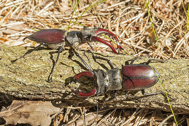 roháč veľký  Lucanus cervus