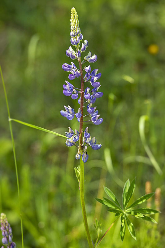 lupina mnoholistá Lupinus polyphyllus Lindl.