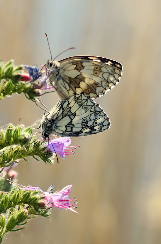 očkáň timotejkový Melanargia galathea