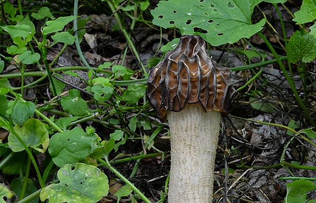 smrčok hybridný Morchella semilibera DC.