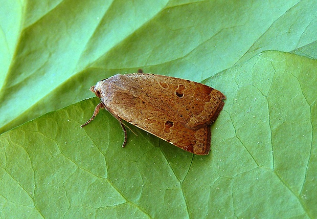 mora prvosienková Noctua comes