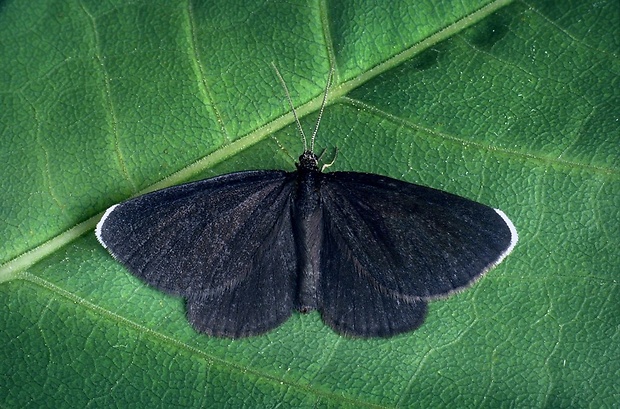 piadivka krkošková (sk) / černokřídlec smuteční (cz) Odezia atrata (Linnaeus, 1758)