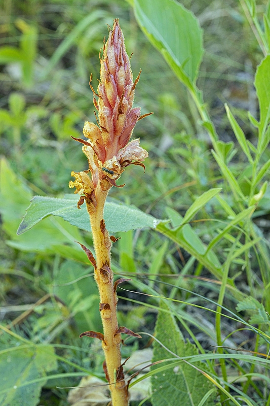 záraza červenkastá Orobanche kochii F. W. Schultz