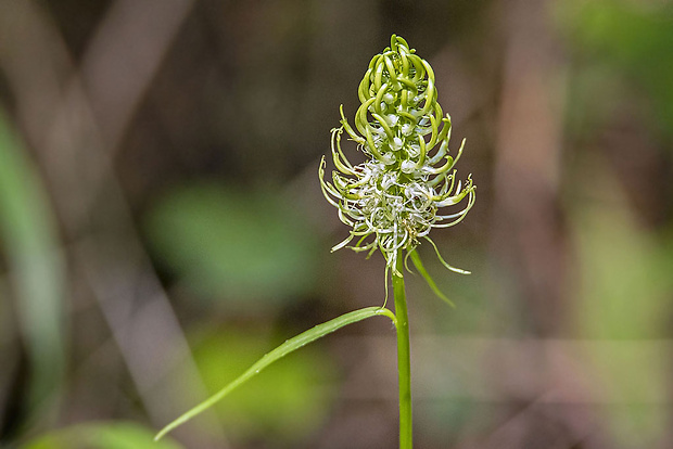 zerva klasnatá Phyteuma spicatum L.