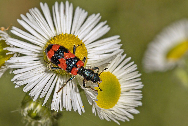 pestroš včelí  Trichodes apiarius