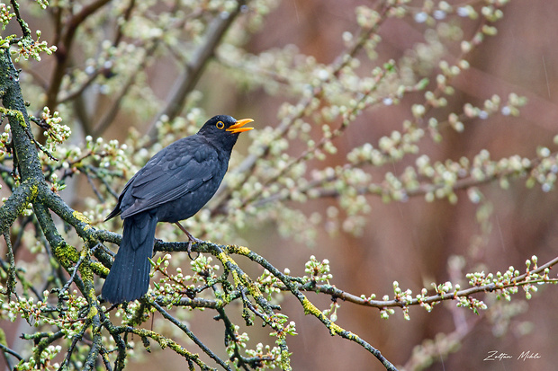 drozd čierny Turdus merula