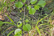 čerešňa mahalebková