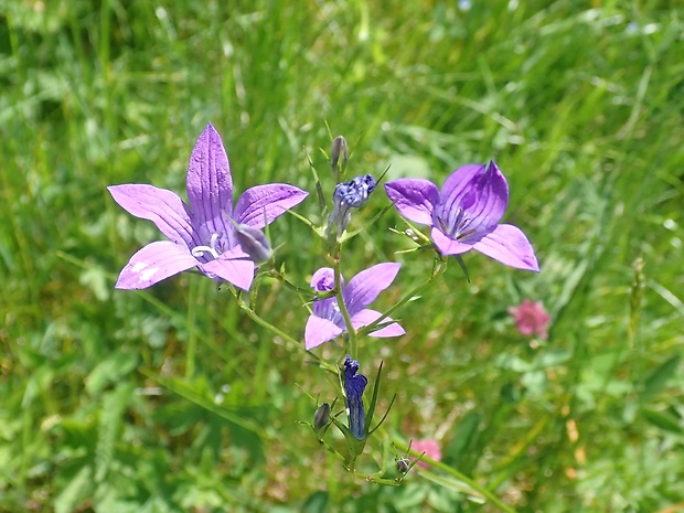 zvonček konáristý Campanula patula L.