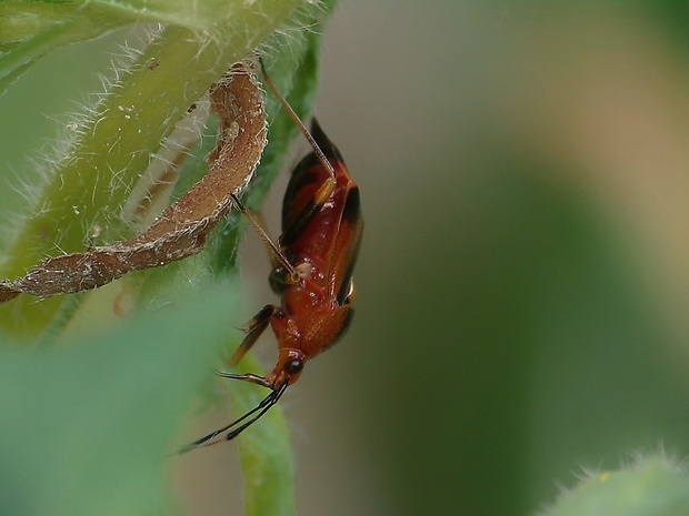 bzdôška premenlivá Deraeocoris ruber