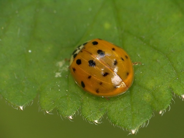 lienka východná Harmonia axyridis