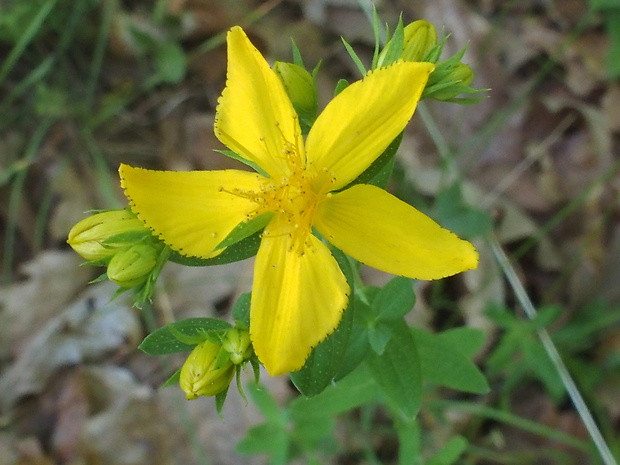 ľubovník ssp. Hypericum ssp. L.