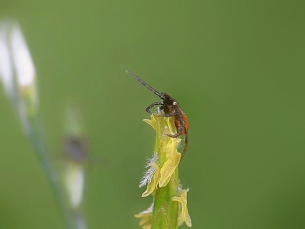 kliešť obyčajný Ixodes ricinus