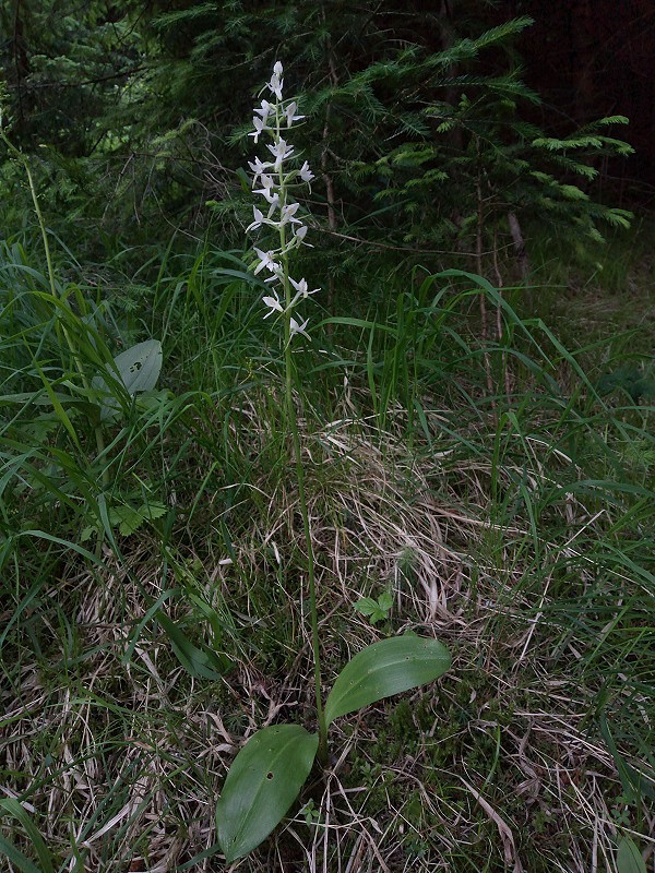 vemenník dvojlistý Platanthera bifolia (L.) Rich.