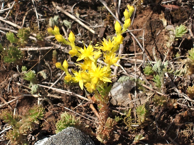 rozchodník prudký Sedum acre L.