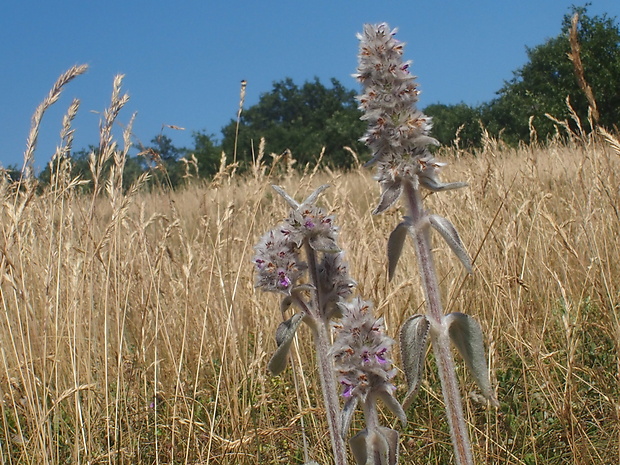 čistec nemecký Stachys germanica L.