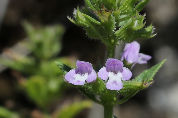 dušovka roľná Acinos arvensis (Lam.) Dandy