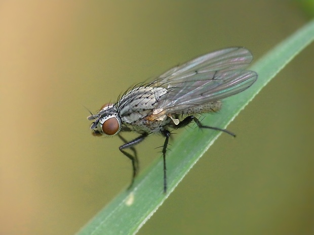 kvetárka Anthomyia liturata