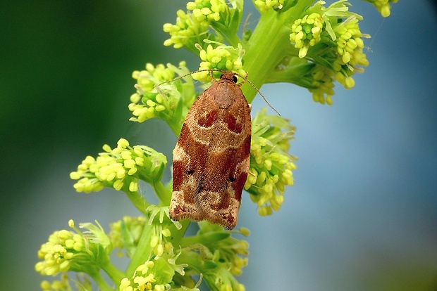 obaľovač drevinový (sk) / obaleč třešňový (cz) Archips xylosteana (Linnaeus, 1758)