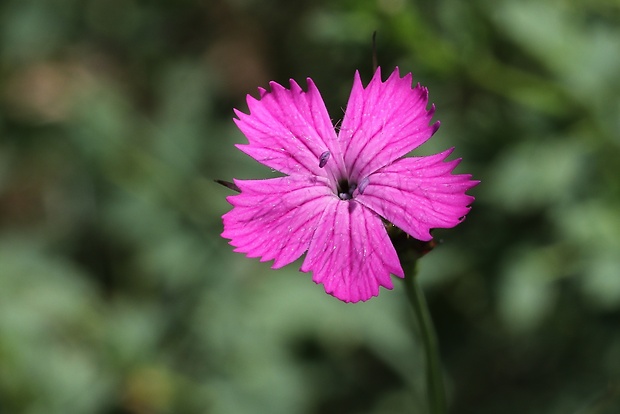 klinček pontederov Dianthus pontederae A. Kern.