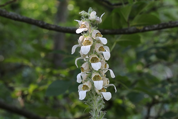 náprstník vlnatý Digitalis lanata Ehrh.