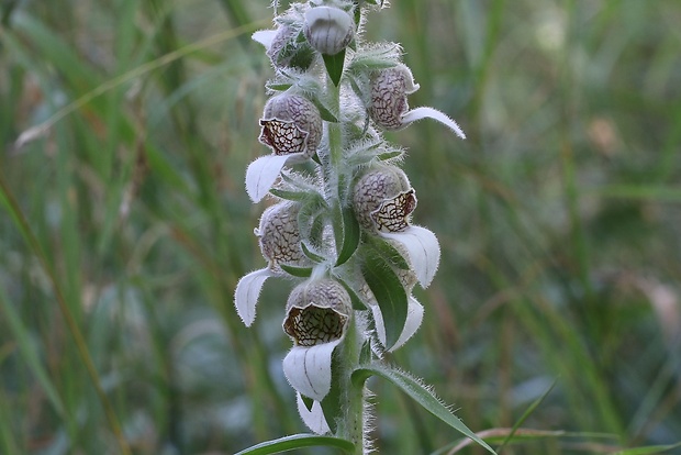 náprstník vlnatý Digitalis lanata Ehrh.