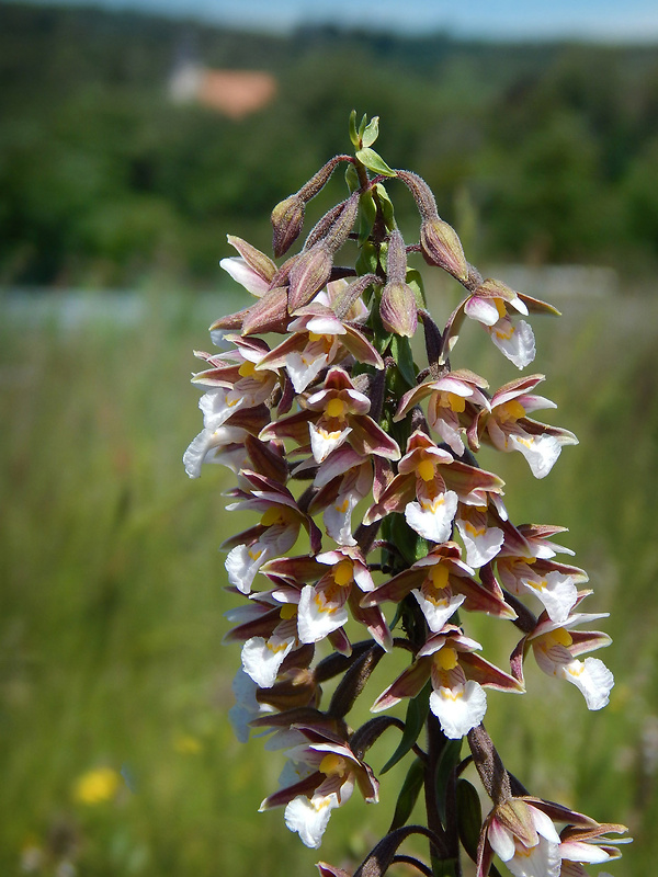 kruštík močiarny Epipactis palustris (L.) Crantz