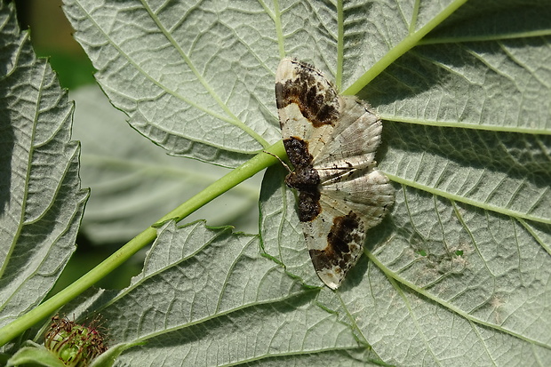 piadivka bršlenová Ligdia adustata