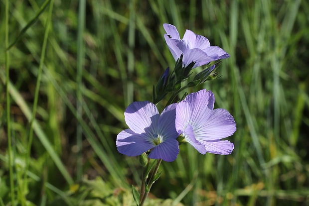 ľan chlpatý Linum hirsutum L.