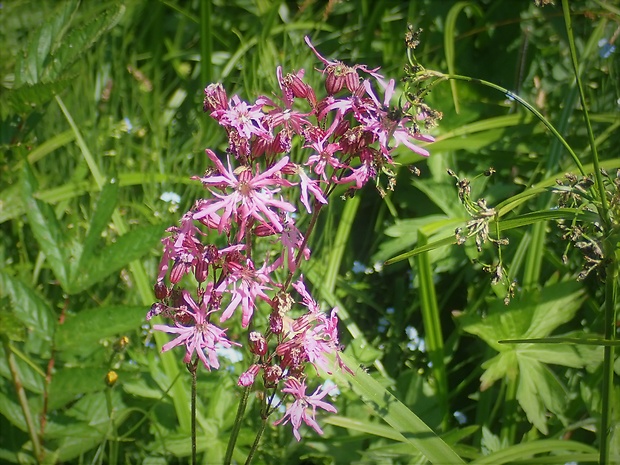 kukučka lúčna Lychnis flos-cuculi L.