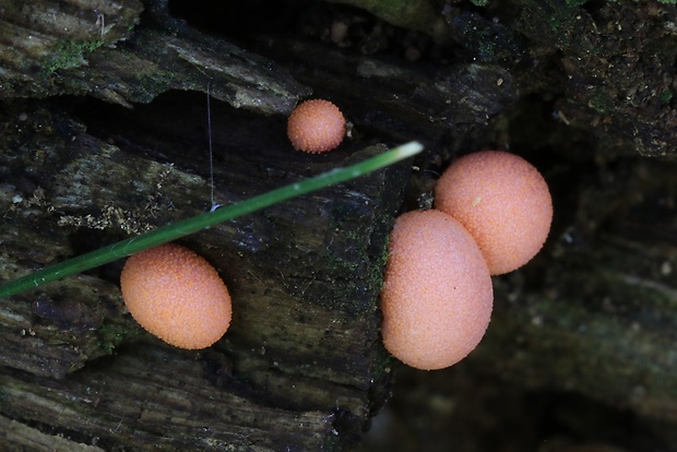 vlčinka červená Lycogala epidendrum (J.C. Buxb. ex L.) Fr.