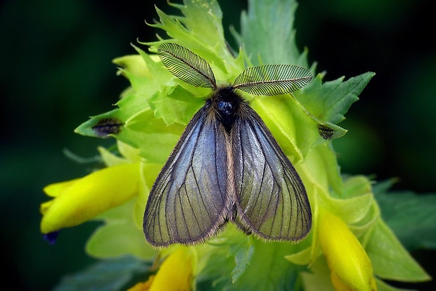 smutník trávový (sk) / smutník jílkový (cz) Penthophera morio (Linnaeus, 1767)