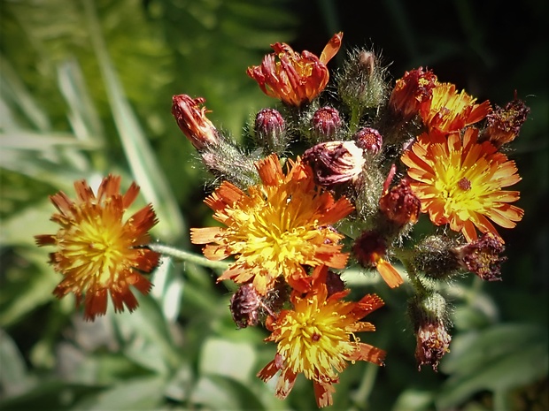 chlpánik oranžový Pilosella aurantiaca (L.) F. W. Schultz et Sch. Bip.