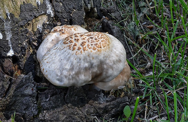 štítovka šupinatá Pluteus petasatus (Fr.) Gillet