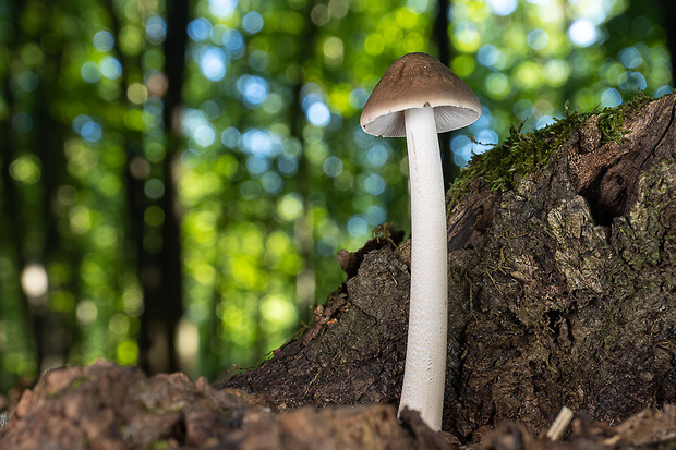 štítovka Pluteus sp.