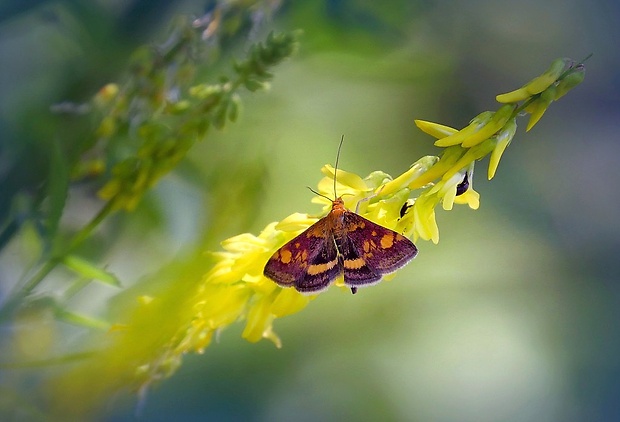 vijačka zlatoškvrnná (sk) / zavíječ zlatoskvrnný (cz) Pyrausta aurata (Scopoli, 1763)