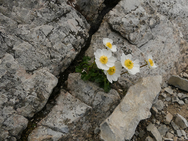 iskerník alpínsky Ranunculus alpestris L.