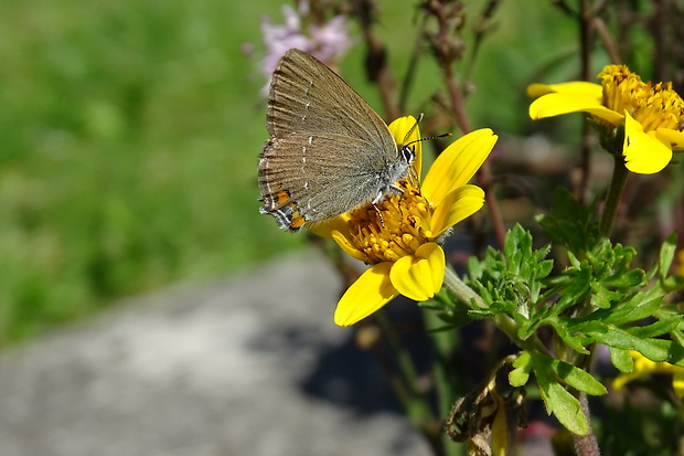 ostrôžkár malý Satyrium acaciae