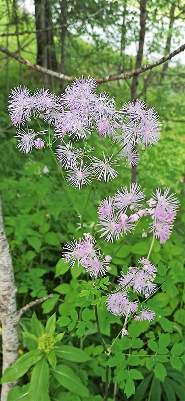 žltuška orlíčkolistá Thalictrum aquilegiifolium L.