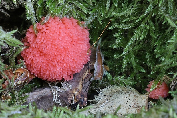 jahodník sasankovitý Tubifera ferruginosa (Batsch) J.F. Gmel.