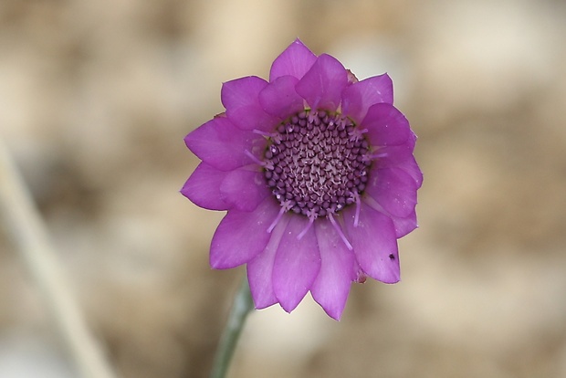 suchokvet ročný Xeranthemum annuum L.