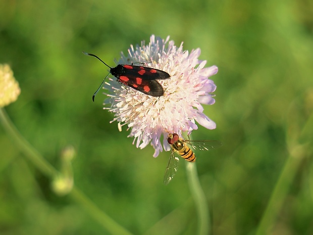 vretienka päťbodá Zygaena lonicerae